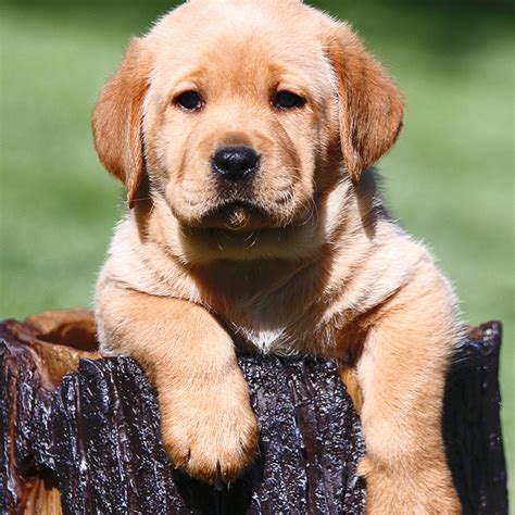 Occasionally we will have a fox red. Country Labs - English Style Labradors - Fox Red ...