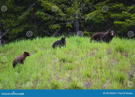Black Bear Mother And Two Cubs Stock Photo Image Of Wildlife