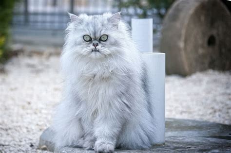 Top 10 Most Beautiful Cat Breeds In The World The Mysterious World