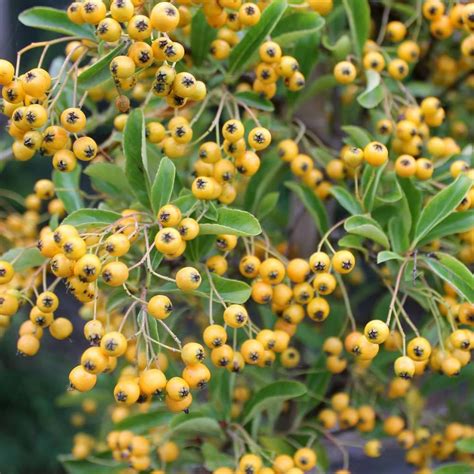 Pyracantha Yellow Berries Soleil Dor Hedges Direct Uk