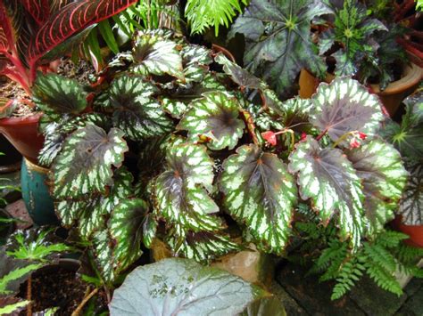 Lobelia biasanya berbunga saat musim panas. Jenis dan Tips Merawat Tanaman Hias Begonia | Bibit Online