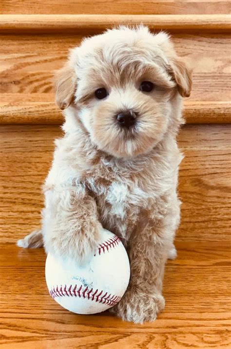 Cheboygen raised holistically tear staining is rare in my puppies, they are healthy and have pretty faces. Maltipoo Puppies For Sale | Fort Myers, FL #313349