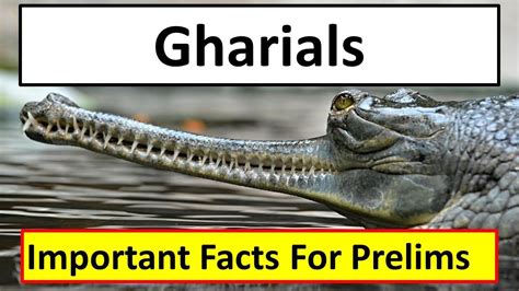 Gharials Important Facts For Prelims World Wide Fund For Nature