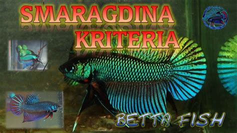 Bab.la is not responsible for their content. Kriteria ikan laga Liar Betta Smaragdina - YouTube