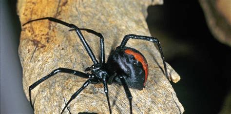 Of The Most Dangerous Spiders In The World Lit Lists