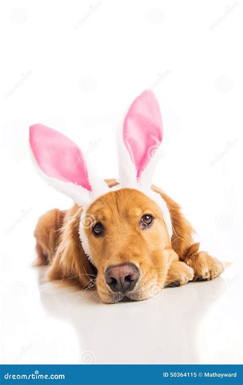 Easter Bunny Dog Stock Image Image Of Animal Easter 50364115