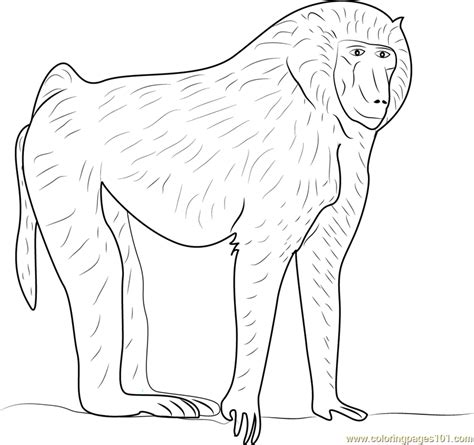 Baboon Coloring Page Adult Pages Animal Sketch Coloring Page