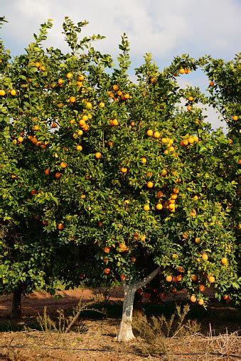 Orange Trees In Orchard Stock Photo Download Image Now Istock