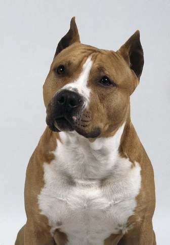 Despite its tough look, the american staffordshire terrier is affectionate and loving. American Staffordshire Terrier: American-Staff