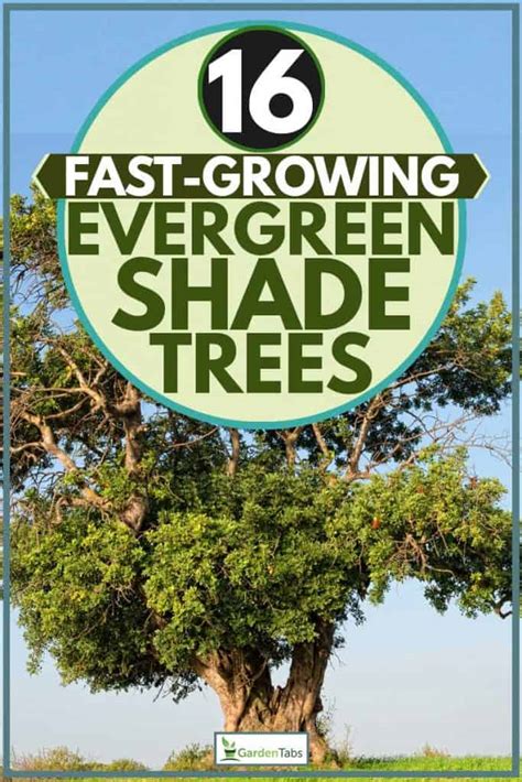 16 Fast Growing Evergreen Shade Trees