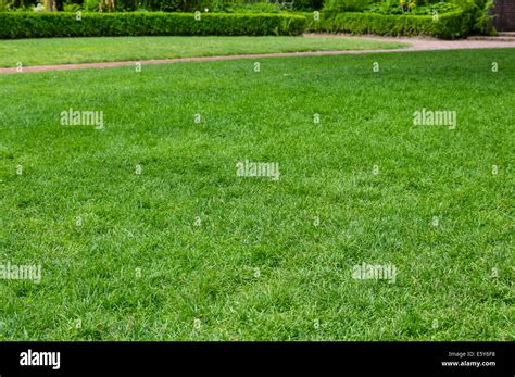 Bright Green Grassy Lawn In A Large Public Garden With Path And Trimmed