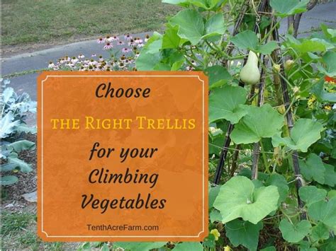 Choose The Right Trellis For Your Climbing Vegetables Diy Garden