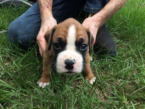 59 Boxer Puppies For Sale Ct Picture Bleumoonproductions