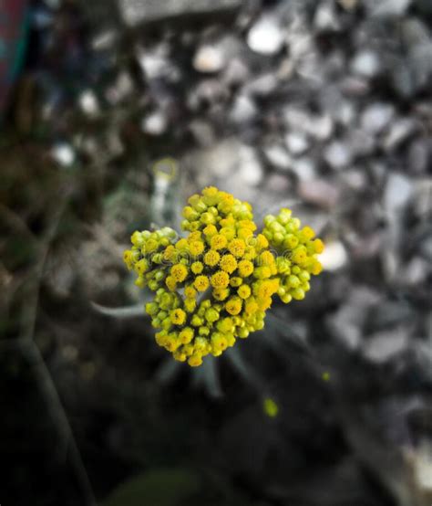 Yellow Cluster Of Small Flowers Stock Image Image Of Small Nature