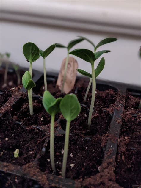 You can use indoor plant growing lights to fulfill your plants' light consumption needs with the best light for growing plants indoors. Do I NEED a grow light? : vegetablegardening