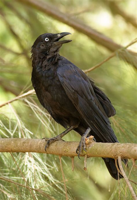 Crow Australian Aboriginal Mythology