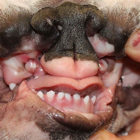 Cleft Palate In Bulldogs
