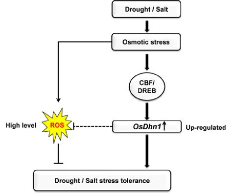 A Schematic Model Of Osdhn1 In The Drought And Salt Stress Response