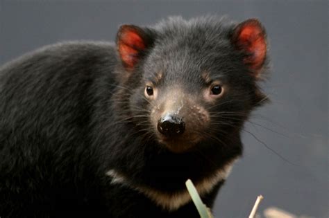 Most marsupials are herbivorous, but not these deceptive. Tasmanian Devil Wallpapers | Animals Library