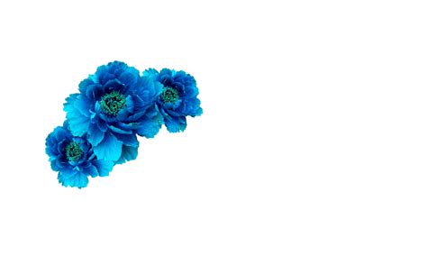 Blue Flower Crown Png Free Logo Image