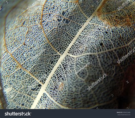 Beautiful Macro Image Decaying Transparent Leaves Stock Photo 600452480