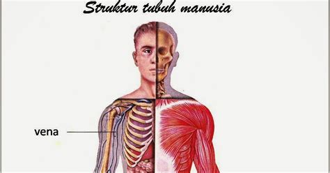 Dari kedua fungsi tersebut dapat saling melengkapi. Struktur Tubuh pada Manusia - izalaja.com
