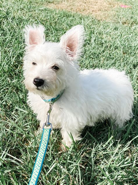 West Highland White Terrier Puppies For Sale Kristen Lane Va 331824