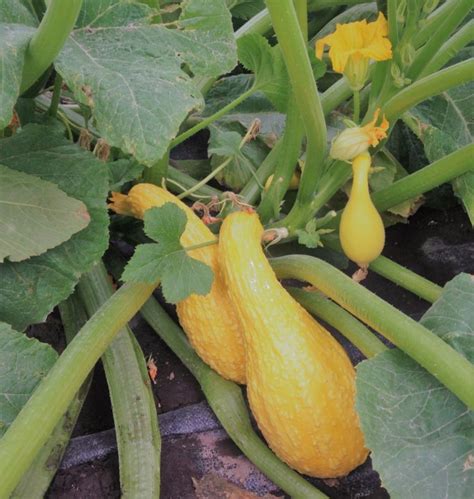 Early Summer Crookneck Organic Yellow Summer Squash Seed Out Of