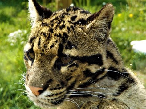 Clouded Leopard - Animal Experiences At Wingham Wildlife Park In Kent