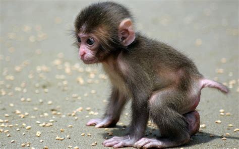 Baby Monkey Wallpapers Top Free Baby Monkey Backgrounds Wallpaperaccess