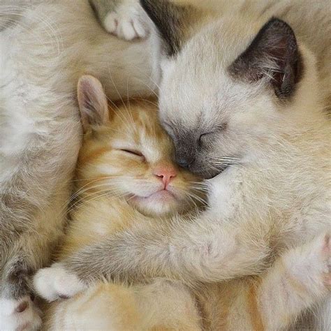 Cute Kitties Hugging Each Other 😍 Kittysensations Kittysensations • Instagram Cutekitties