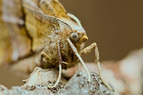 Maple Spanworm Moth Ennomos Magnaria Martin Dollenkamp Flickr
