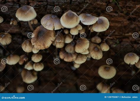 Mycena Poisonous Fungi Small Saprotrophic Mushrooms On Dead Tree In