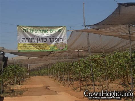 Picture Of The Day Rabbonim Visit Kfar Chabad Esrogim Orchard