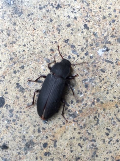 See more ideas about tiny house living, house design, small house. Salt Lake City, UT Small Black Beetle Found in My House ...