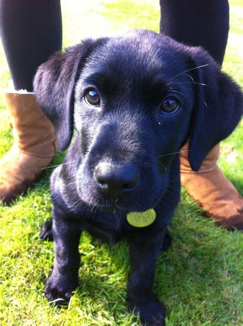 9 Best Black Lab Beagle Mix Want Another 1 Images On Pinterest