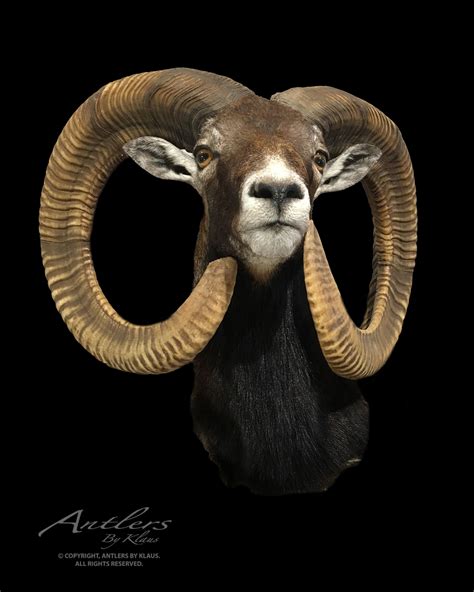 Mouflon Sheep Antlers By Klaus