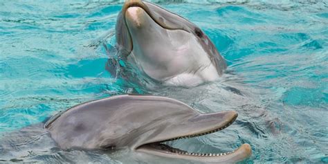 Dolphin Genital Discovery Suggests Their Sex Lives Are Remarkably Human