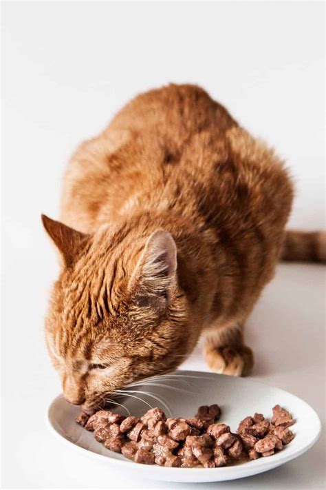 In these cases, the mess on your floor is from regurgitation, not actual vomiting. Why Is My Cat Throwing Up Clear Liquid? - The Pets KB