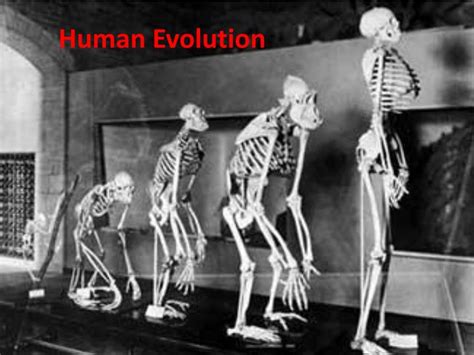 Ppt Human Evolution Powerpoint Presentation Free Download Id6580873