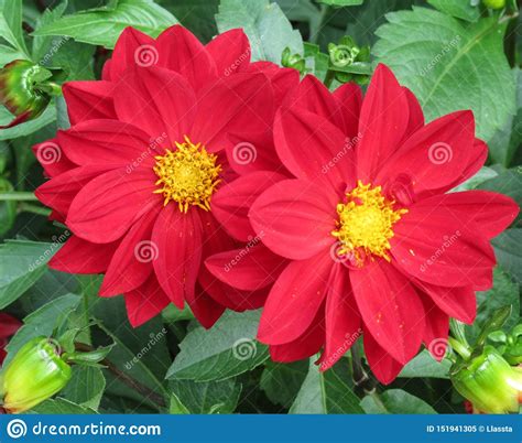 A Red Dahlia Flower With A Yellow Center Stock Image Image Of Close