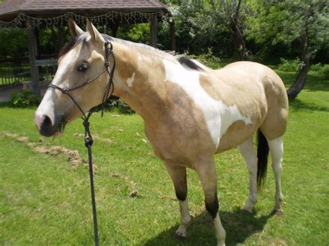 Found in tsr category 'sims 2 objects'. Horses-Unique Colors & Markings | Unusual horse, American ...
