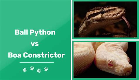 Python Vs Boa Whats The Difference With Pictures Pet Keen