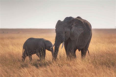 Amazing Facts About Baby Elephants The Elephant Guide