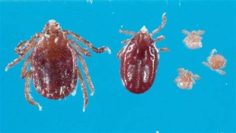 First Confirmed Longhorned Tick Found In Maryland