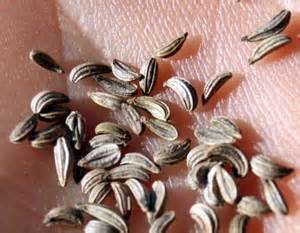 If the soil and air temperatures are lower than the optimal temperature ranges or are on the lower end of the ideal temperature ranges, then the cucumber seeds take longer to germinate. Parsley, Petroselinum crispum - Wisconsin Horticulture