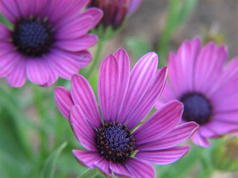 13 Plants With Daisy Like Flowers