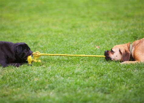 Tug Of War With Dogs