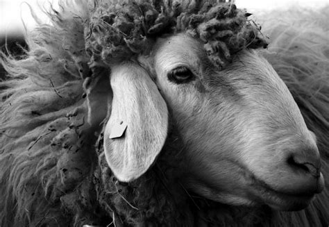 Free Images Black And White Sun Goat Cow Sheep Close Up Goats