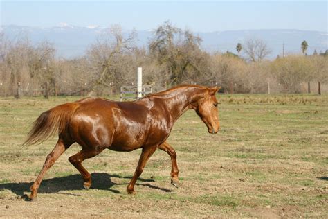 Chestnut Thoroughbred Mare At Liberty In Pasture By Horsestockphotos On